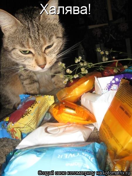Халява!... Котоматрица: Халява!