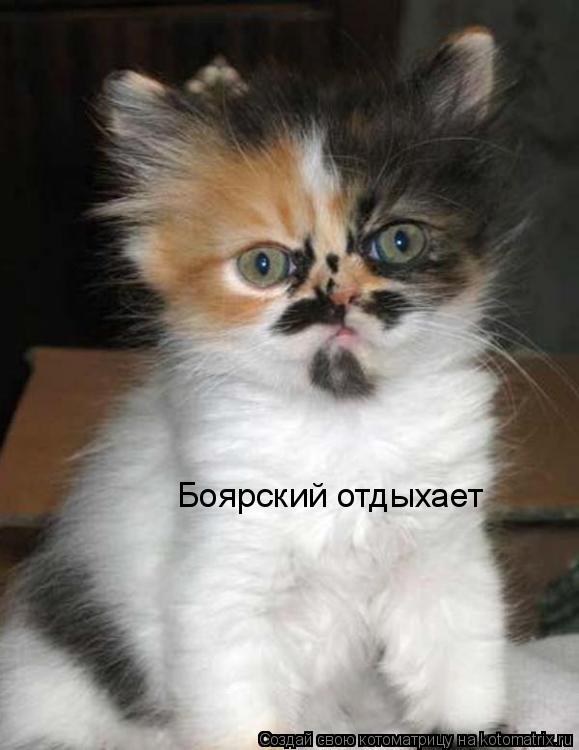 Боярский отдыхает... Котоматрица: Боярский отдыхает