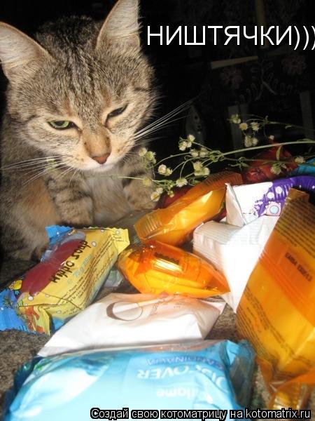 НИШТЯЧКИ)))... Котоматрица: НИШТЯЧКИ)))