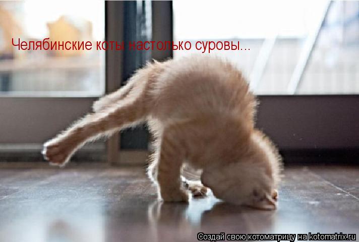 Челябинские коты настолько суровы...... Котоматрица: Челябинские коты настолько суровы...