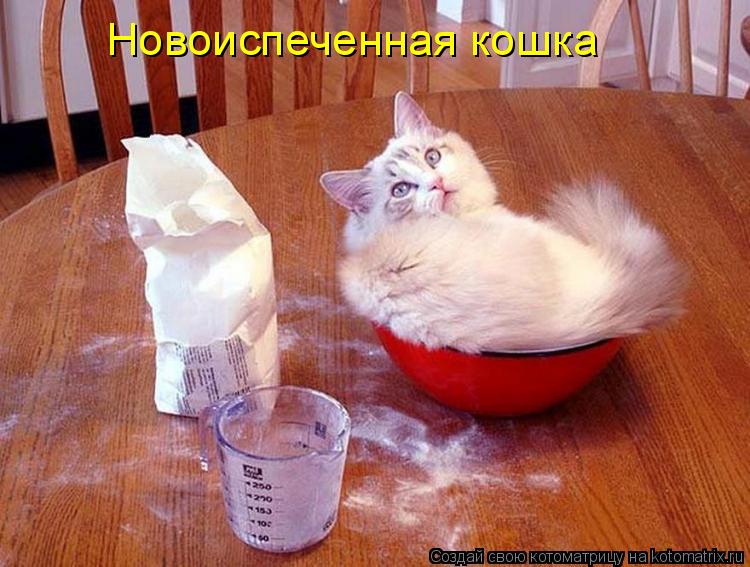 Котоматрица: Новоиспеченная кошка