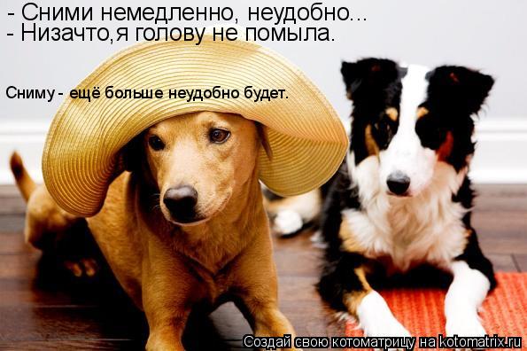 - Сними немедленно, неудобно... - Низачто,я голову не помыла. Сниму - ещё больше неудобно будет.... Котоматрица: - Сними немедленно, неудобно... - Низачто,я голову не помыла. Сниму - ещё больше неудобно будет.
