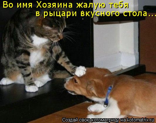 Во имя Хозяина жалую тебя в рыцари вкусного стола...... Котоматрица: Во имя Хозяина жалую тебя в рыцари вкусного стола...