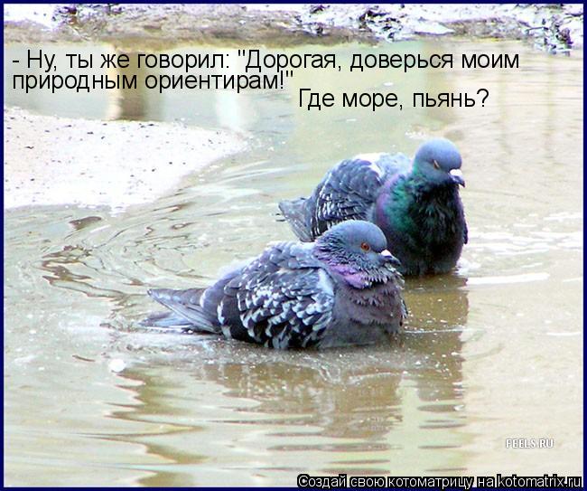 - Ну, ты же говорил: "Дорогая, доверься моим природным ориентирам!" Где море, пьянь?... Котоматрица: - Ну, ты же говорил: "Дорогая, доверься моим природным ориентирам!" Где море, пьянь?