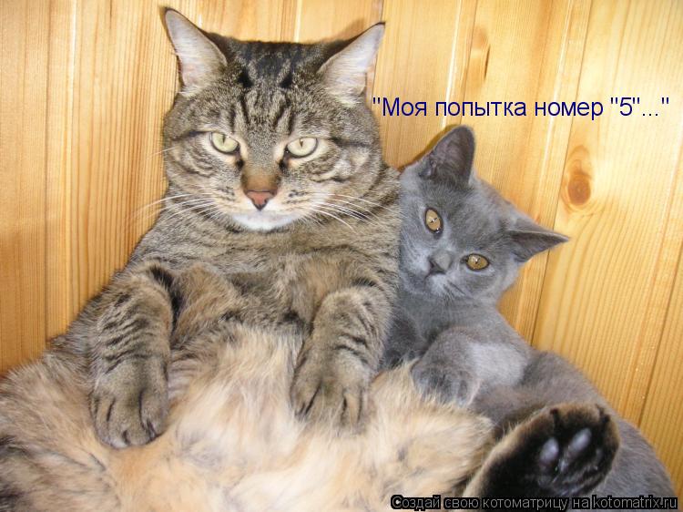 "Моя попытка номер "5"..."... Котоматрица: "Моя попытка номер "5"..."