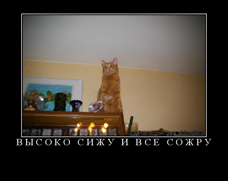 высоко сижу и все сожру ... Котоматрица: высоко сижу и все сожру