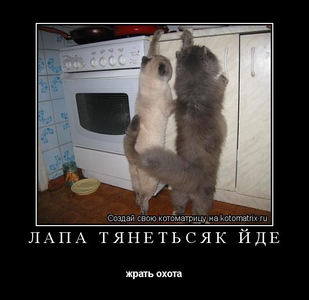 лапа тянетьсяк йде жрать охота... Котоматрица: лапа тянетьсяк йде жрать охота