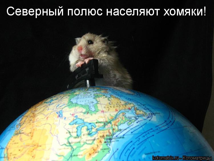 Северный полюс населяют хомяки!... Котоматрица: Северный полюс населяют хомяки!