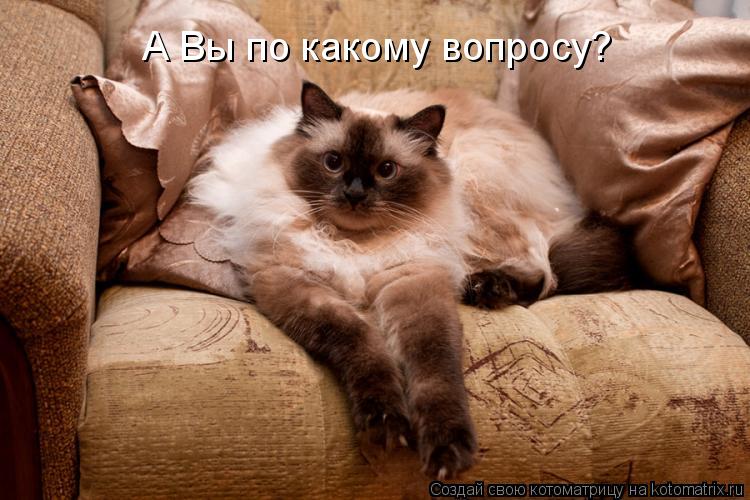 А Вы по какому вопросу?... Котоматрица: А Вы по какому вопросу?