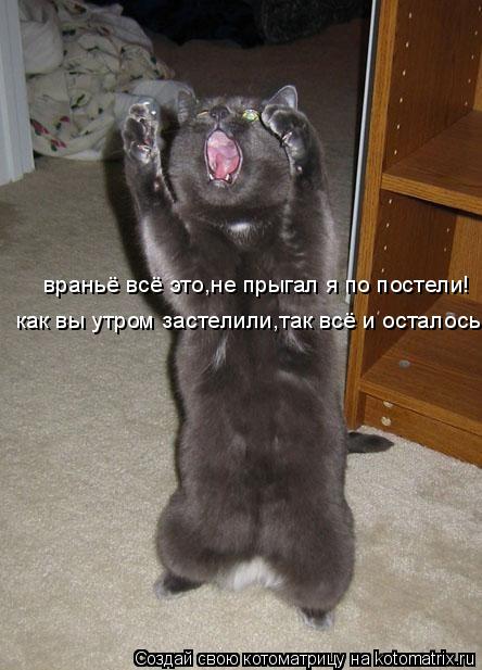 враньё всё это,не прыгал я по постели! как вы утром застелили,так всё и осталось!... Котоматрица: враньё всё это,не прыгал я по постели! как вы утром застелили,так всё и осталось!