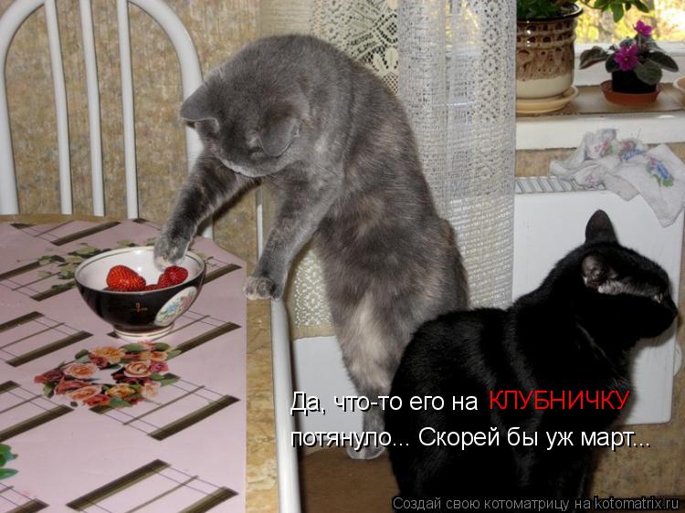 Да, что-то его на КЛУБНИЧКУ потянуло... Скорей бы уж март...... Котоматрица: Да, что-то его на КЛУБНИЧКУ потянуло... Скорей бы уж март...