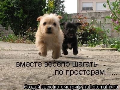 вместе весело шагать по просторам......... Котоматрица: вместе весело шагать по просторам......