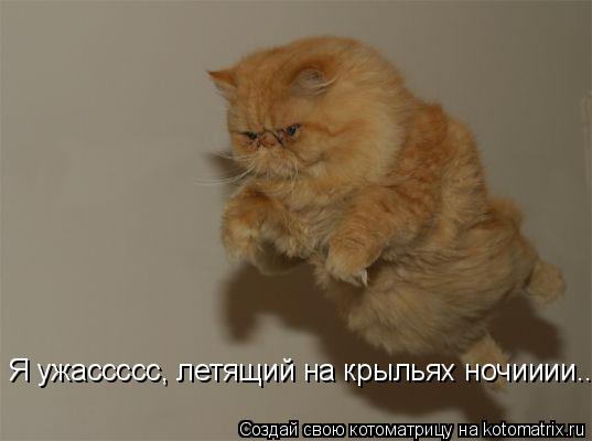 Я ужассссс, летящий на крыльях ночииии....... Котоматрица: Я ужассссс, летящий на крыльях ночииии....