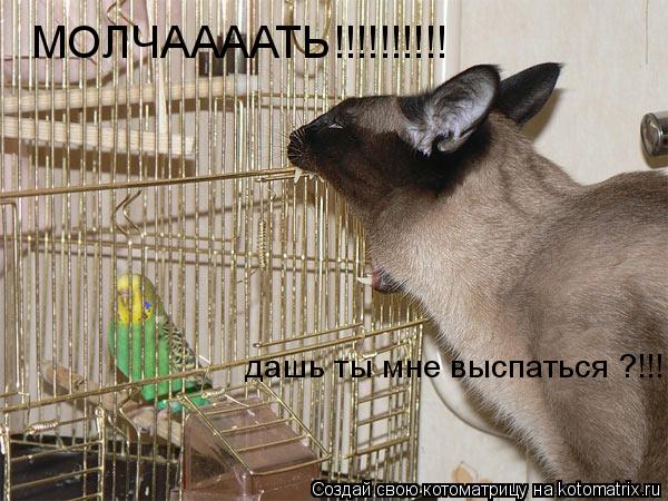 МОЛЧААААТЬ!!!!!!!!!! дашь ты мне выспаться ?!!!... Котоматрица: МОЛЧААААТЬ!!!!!!!!!! дашь ты мне выспаться ?!!!