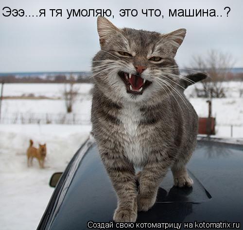 Эээ....я тя умоляю, это что, машина..?... Котоматрица: Эээ....я тя умоляю, это что, машина..?