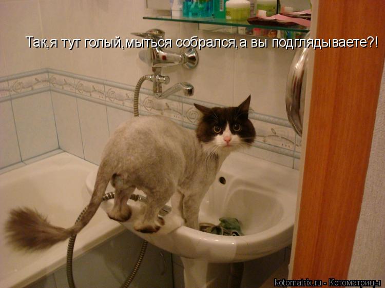 Так,я тут голый,мыться собрался,а вы подглядываете?!... Котоматрица: Так,я тут голый,мыться собрался,а вы подглядываете?!