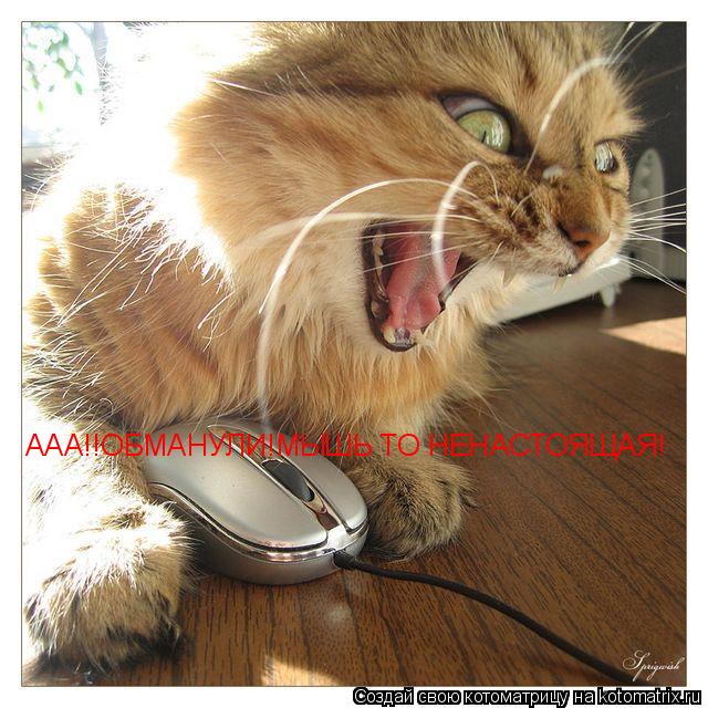 ААА!!ОБМАНУЛИ!МЫШЬ ТО НЕНАСТОЯЩАЯ!... Котоматрица: ААА!!ОБМАНУЛИ!МЫШЬ ТО НЕНАСТОЯЩАЯ!