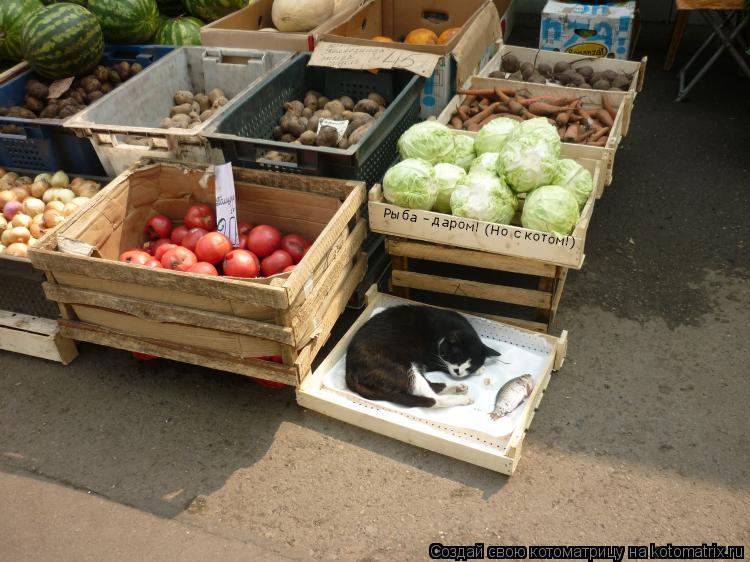 Рыба - даром! (Но с котом!)... Котоматрица: Рыба - даром! (Но с котом!)
