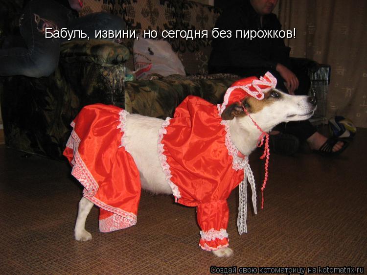 Бабуль, извини, но сегодня без пирожков!... Котоматрица: Бабуль, извини, но сегодня без пирожков!