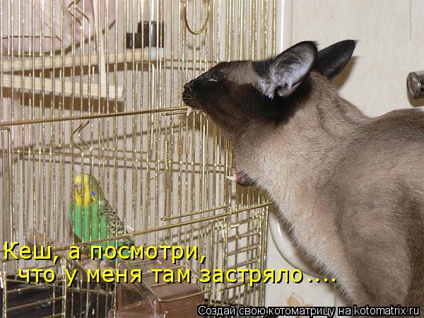 Кеш, а посмотри, что у меня там застряло ....... Котоматрица: Кеш, а посмотри, что у меня там застряло ....