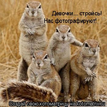 Девочки... стройсь! Нас фотографируют!... Котоматрица: Девочки... стройсь! Нас фотографируют!