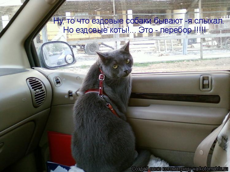 Ну, то что ездовые собаки бывают -я слыхал. Но ездовые коты!... Это - перебор !!!!!... Котоматрица: Ну, то что ездовые собаки бывают -я слыхал. Но ездовые коты!... Это - перебор !!!!!