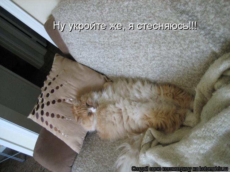 Ну укройте же, я стесняюсь!!!... Котоматрица: Ну укройте же, я стесняюсь!!!