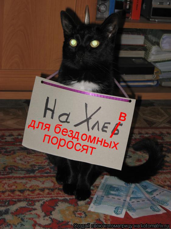 / в для бездомных поросят... Котоматрица: / в для бездомных поросят