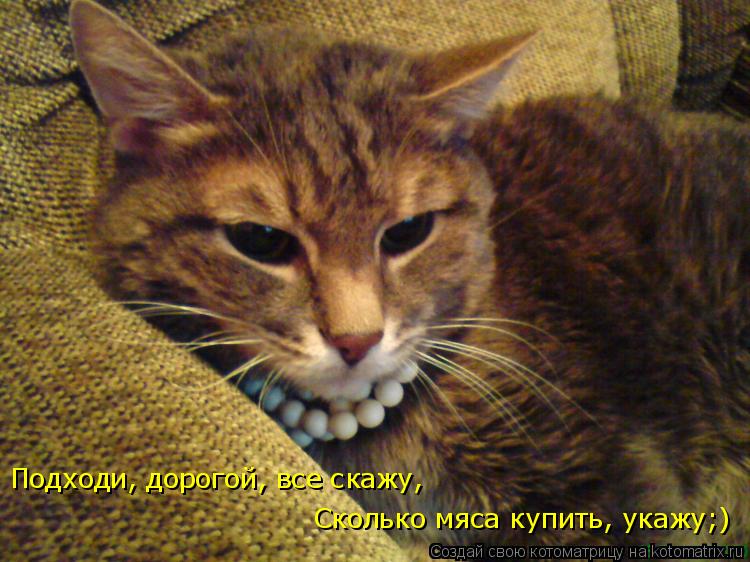 Подходи, дорогой, все скажу, Сколько мяса купить, укажу;)... Котоматрица: Подходи, дорогой, все скажу, Сколько мяса купить, укажу;)