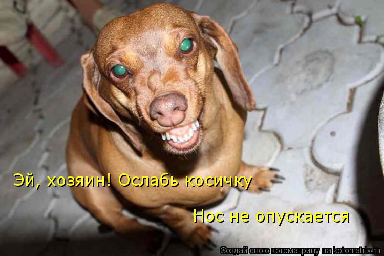 Эй, хозяин! Ослабь косичку Нос не опускается... Котоматрица: Эй, хозяин! Ослабь косичку Нос не опускается