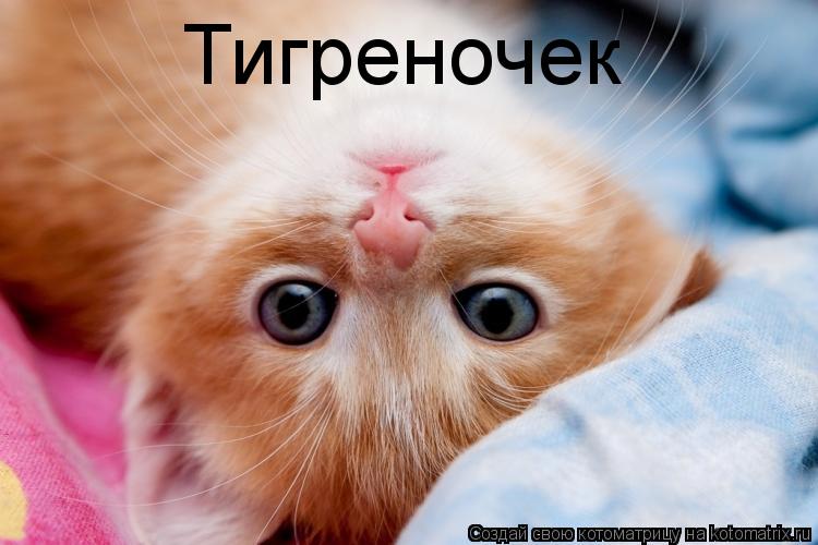 Тигреночек... Котоматрица: Тигреночек