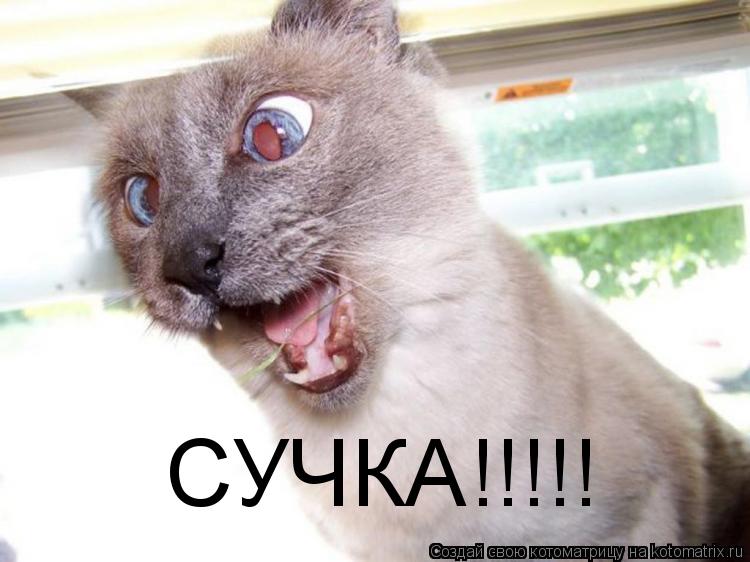 СУЧКА!!!!!... Котоматрица: СУЧКА!!!!!