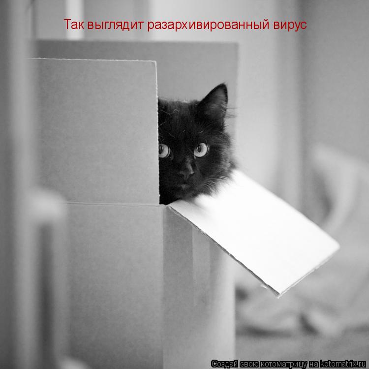 Так выглядит разархивированный вирус... Котоматрица: Так выглядит разархивированный вирус