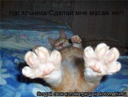 Насяльника!Сделай мне масаж ног!... Котоматрица: Насяльника!Сделай мне масаж ног!