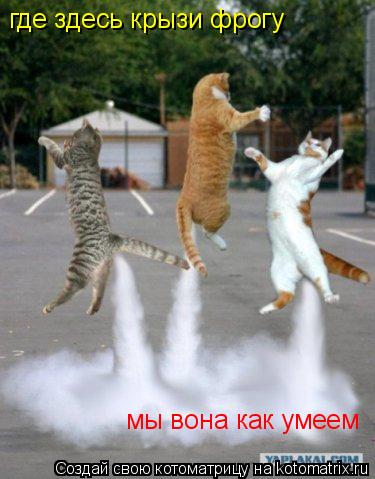где здесь крызи фрогу мы вона как умеем... Котоматрица: где здесь крызи фрогу мы вона как умеем
