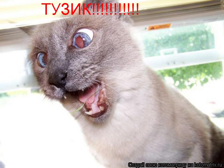 ТУЗИК!!!!!!!!!!!... Котоматрица: ТУЗИК!!!!!!!!!!!