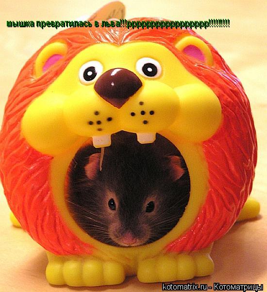 мышка превратилась в льва!!!ррррррррррррррррр!!!!!!!!!... Котоматрица: мышка превратилась в льва!!!ррррррррррррррррр!!!!!!!!!