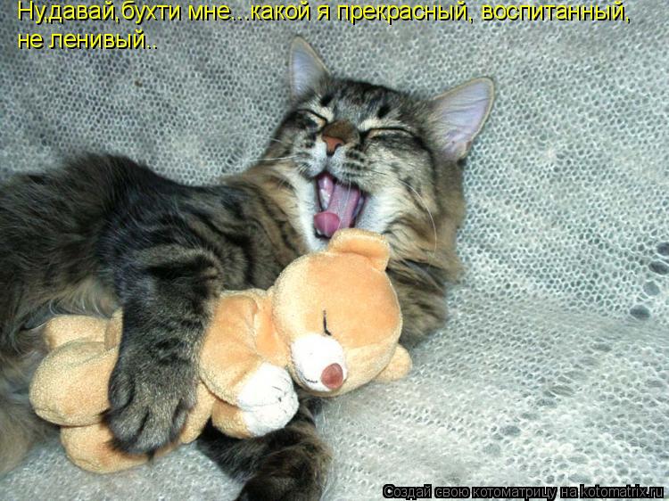 Ну,давай,бухти мне...какой я прекрасный, воспитанный, не ленивый..... Котоматрица: Ну,давай,бухти мне...какой я прекрасный, воспитанный, не ленивый..