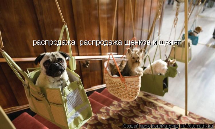 распродажа, распродажа щенков и щенят... Котоматрица: распродажа, распродажа щенков и щенят