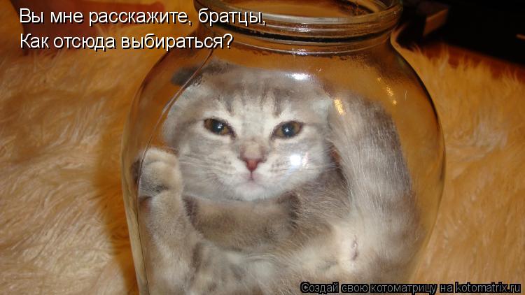 Вы мне расскажите, братцы, Как отсюда выбираться?... Котоматрица: Вы мне расскажите, братцы, Как отсюда выбираться?