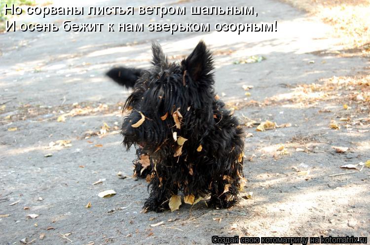 Но сорваны листья ветром шальным, И осень бежит к нам зверьком озорным!... Котоматрица: Но сорваны листья ветром шальным, И осень бежит к нам зверьком озорным!