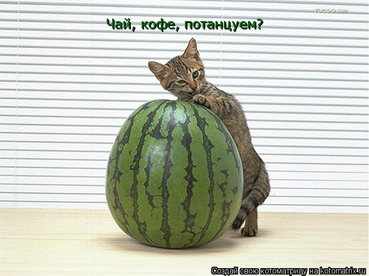 Чай, кофе, потанцуем?... Котоматрица: Чай, кофе, потанцуем?