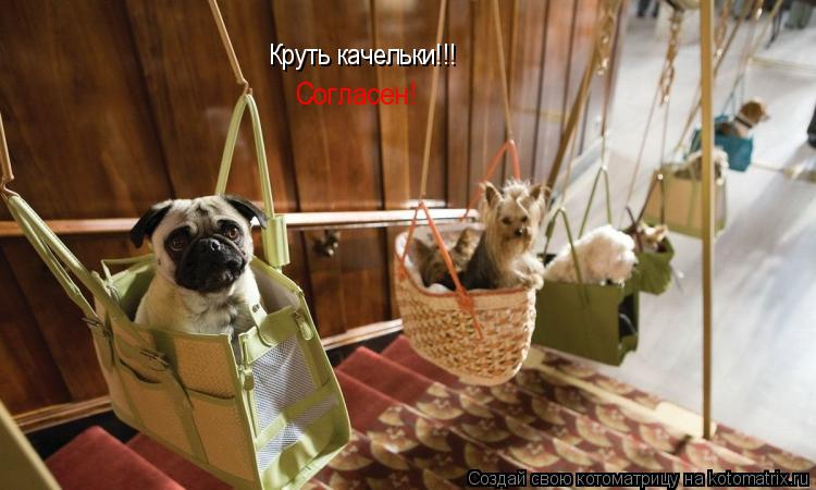 Круть качельки!!! Согласен!... Котоматрица: Круть качельки!!! Согласен!