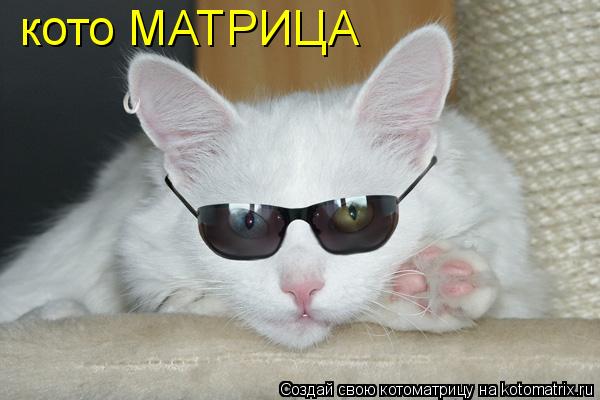 кото МАТРИЦА... Котоматрица: кото МАТРИЦА