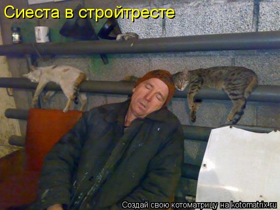Сиеста в стройтресте... Котоматрица: Сиеста в стройтресте