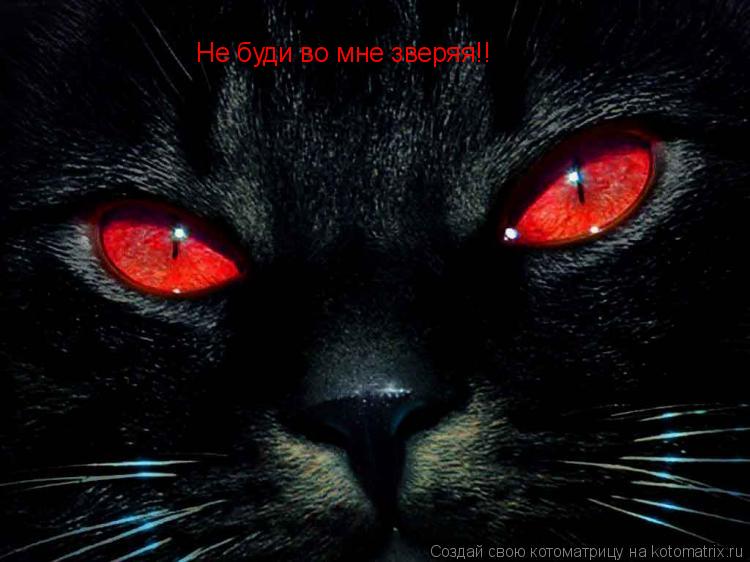 Не буди во мне зверяя!!... Котоматрица: Не буди во мне зверяя!!