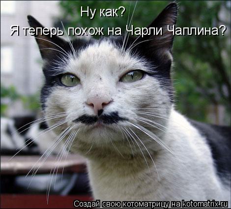 Ну как? Я теперь похож на Чарли Чаплина?... Котоматрица: Ну как? Я теперь похож на Чарли Чаплина?