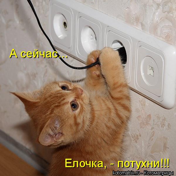 А сейчас... Елочка, - потухни!!!... Котоматрица: А сейчас... Елочка, - потухни!!!