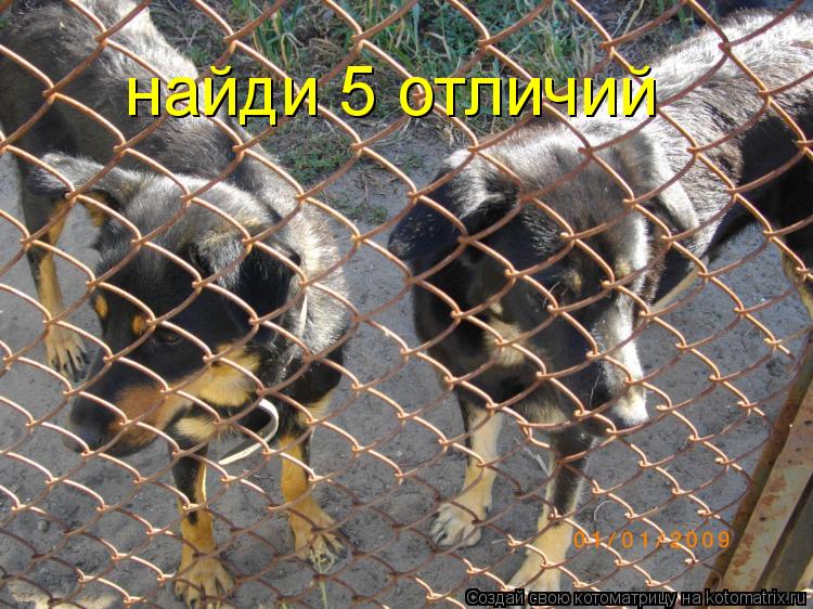 найди 5 отличий... Котоматрица: найди 5 отличий
