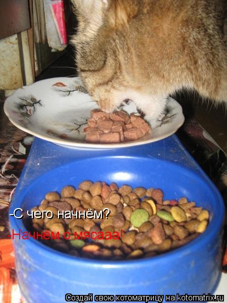 -С чего начнём? -Начнём с мясааа!... Котоматрица: -С чего начнём? -Начнём с мясааа!